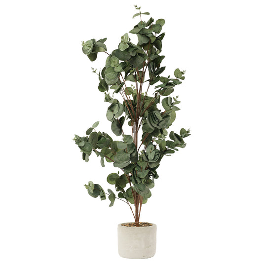 SILVER DOLLAR EUCALYPTUS IN POT82