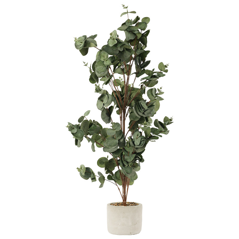 SILVER DOLLAR EUCALYPTUS IN POT82